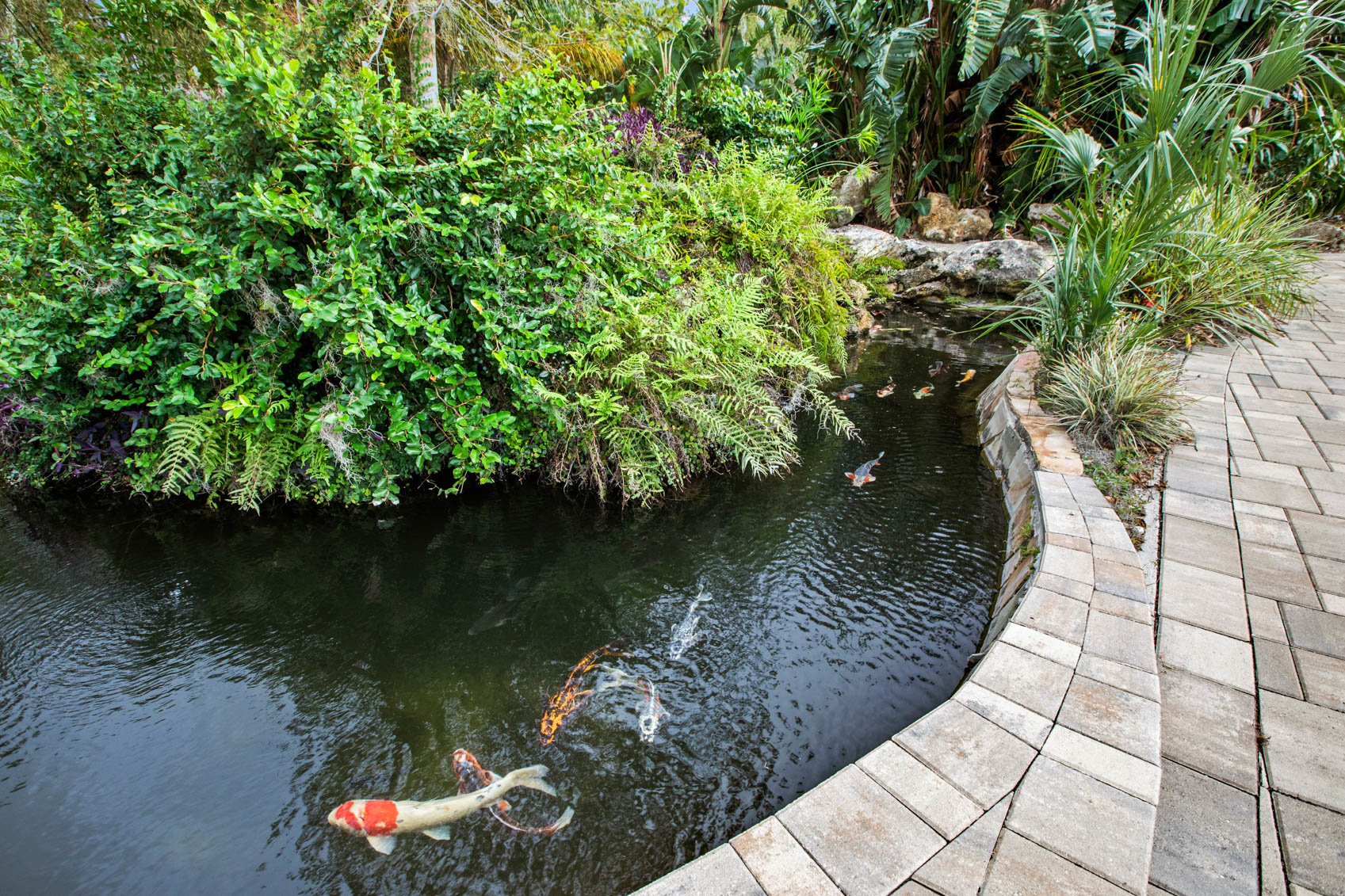 koi pond